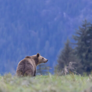 A grizzly bear sitting in a grassy meadow, looking out towards a misty forested hillside.