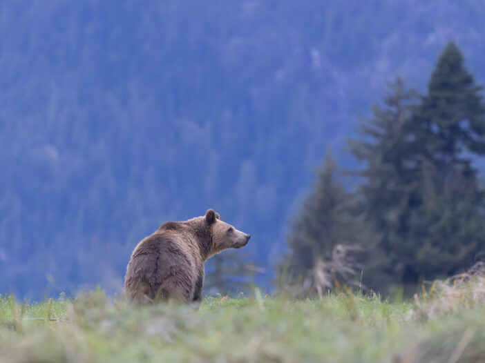 A grizzly bear sitting in a grassy meadow, looking out towards a misty forested hillside.